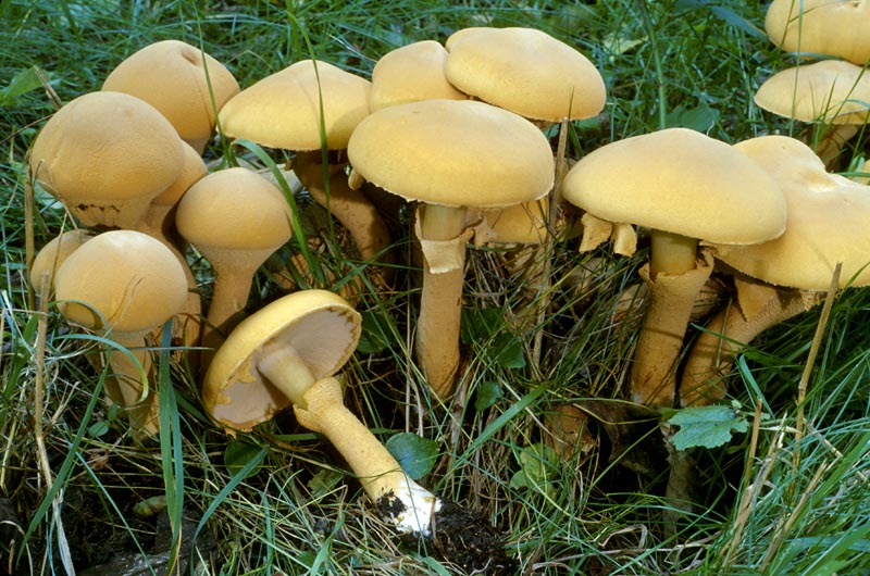 Phaeolepiota aurea